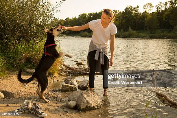 young woman playing with her dog at riverside - isar münchen stock pictures, royalty-free photos & images