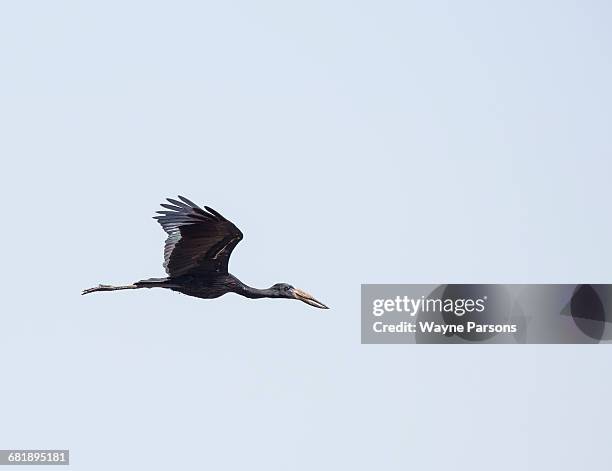 african openbill in flight, anastomus lamelligerus, mkuze game reserve, kwazulu natal, south africa. - riserva naturale di mkuze foto e immagini stock