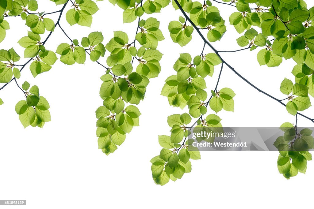 Branch of beech with fresh foliage in spring in front of white background