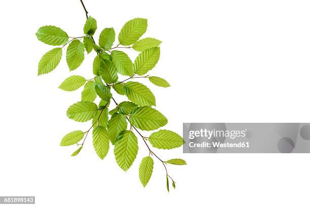 branch of european hornbeam with fresh foliage in spring in front of white background - limb stockfoto's en -beelden