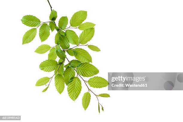 branch of european hornbeam with fresh foliage in spring in front of white background - hornbeam stockfoto's en -beelden