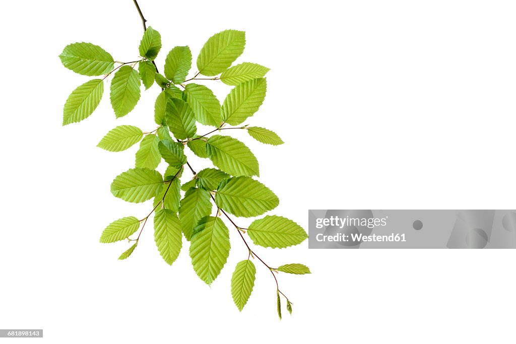 Branch of European Hornbeam with fresh foliage in spring in front of white background