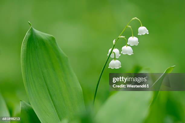 lily of the valley - lily of the valley stock pictures, royalty-free photos & images