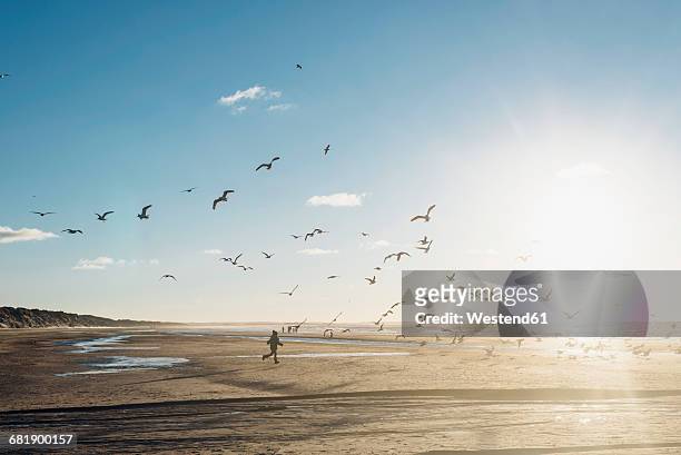 denmark, blokhus, boy chasing flock of seagulls on the beach - vogelschwarm stock-fotos und bilder