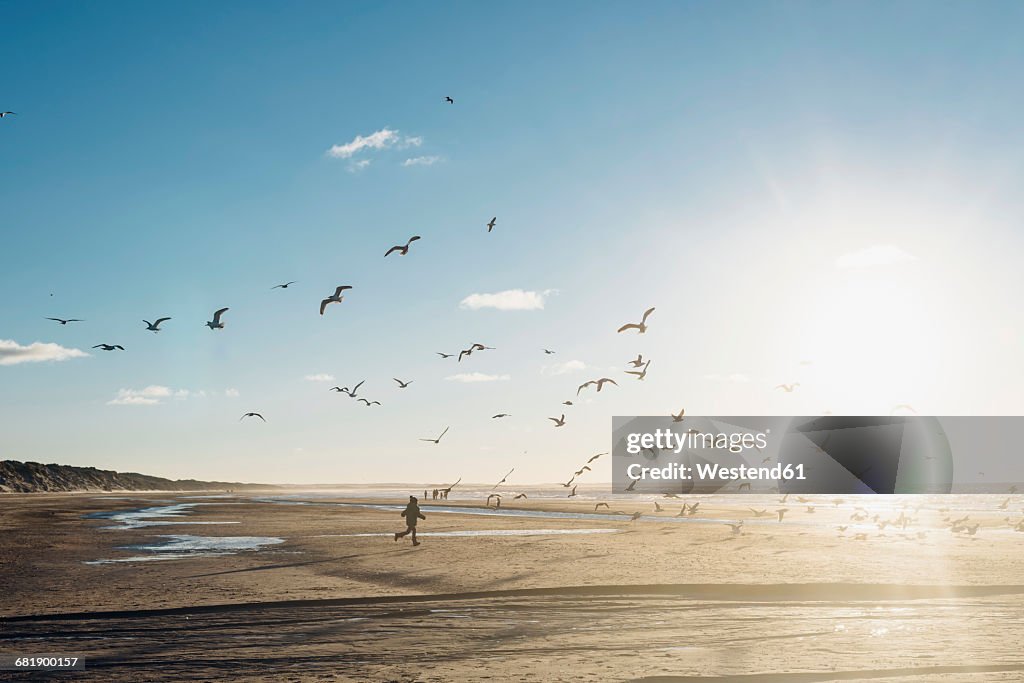 Denmark, Blokhus, boy chasing flock of seagulls on the beach