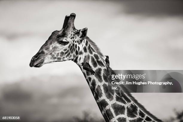 two yellow-billed oxpecker on a giraffe - buphagus africanus stock pictures, royalty-free photos & images
