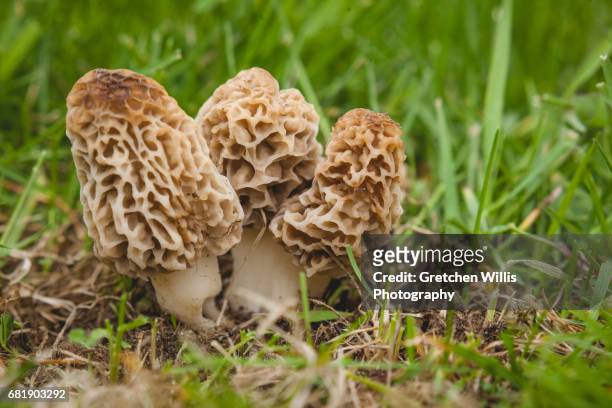 morel mushrooms - morel mushroom stock pictures, royalty-free photos & images