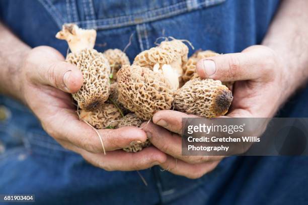 morel mushrooms - morel mushroom stock pictures, royalty-free photos & images