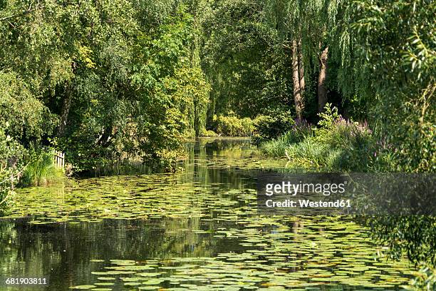 germany, moelln, spa park with lily pond - mölln imagens e fotografias de stock
