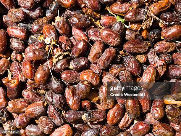 oman, harvested dates - date fruit stock pictures, royalty-free photos & images