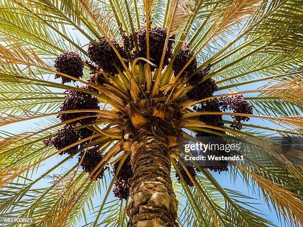 oman, view to date palm from below - palmeira das tâmaras imagens e fotografias de stock
