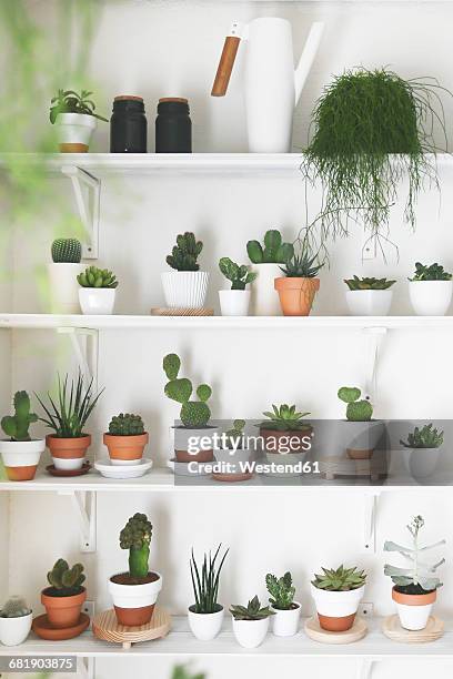 collection of cacti and succulents - succulent stock-fotos und bilder