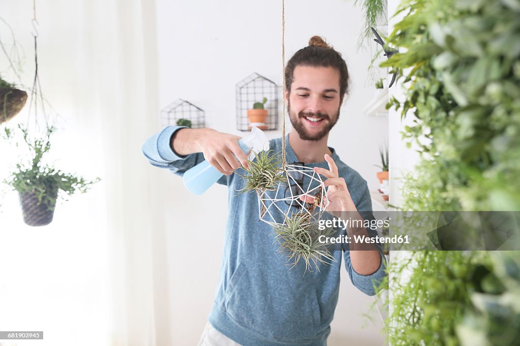 Young man watering air plants in geometric pendant