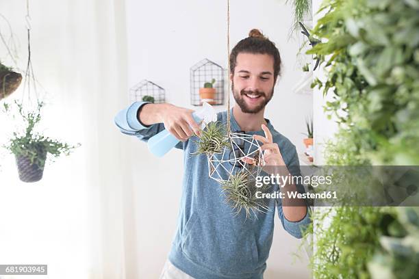 young man watering air plants in geometric pendant - air plant stock pictures, royalty-free photos & images