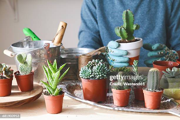 young man transplanting cactus on wooden table - succulents stockfoto's en -beelden