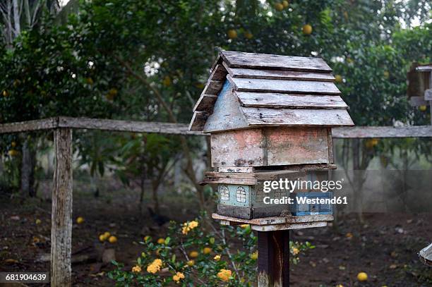 brazil, para, trairao, amazon rainforest, agrarian reform areia, apiary - areia 個照片及圖片檔