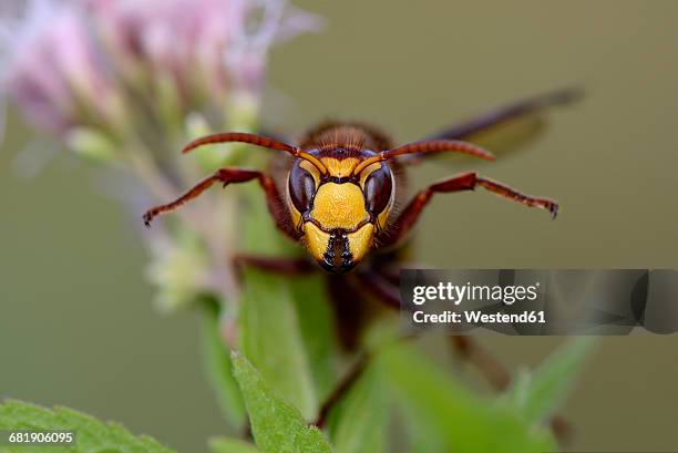 portrait of european hornet - hornets stock pictures, royalty-free photos & images