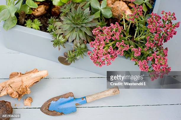 succulents, cacti and phedimus planted in a drawer - flower boxes stock pictures, royalty-free photos & images