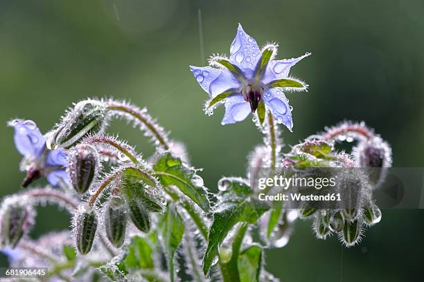 starflowers with raindrops - borage stockfoto's en -beelden