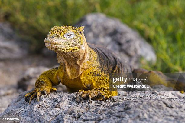 ecuador, galapagos islands, galapagos land iguana, conolophus subcristatus - galapagos land iguana stock pictures, royalty-free photos & images