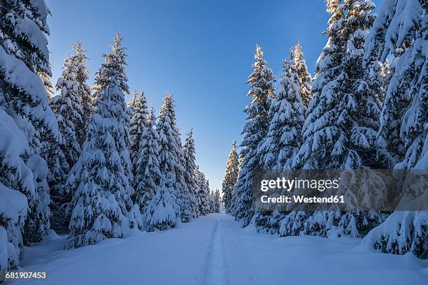 germany, lower saxony, harz national park in the evening - goslar stock pictures, royalty-free photos & images