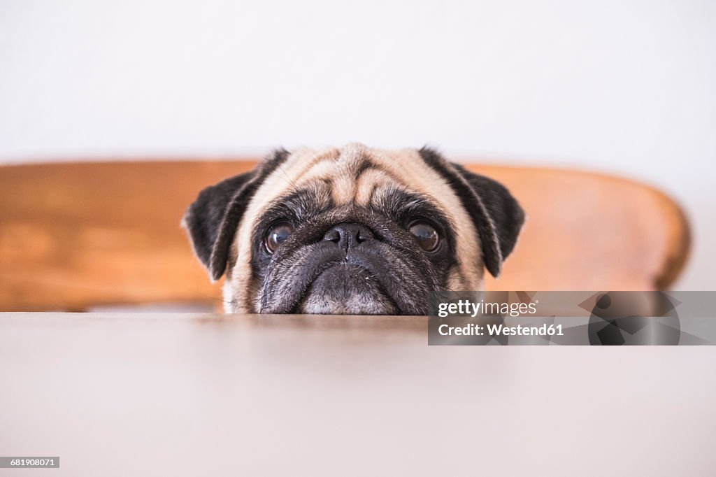 Pug's head leaning on tabletop