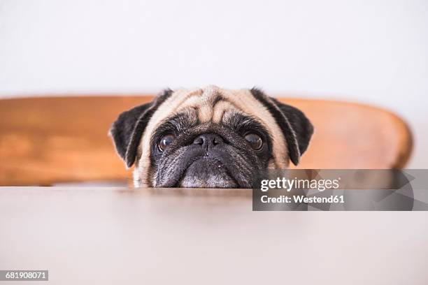 pug's head leaning on tabletop - begging animal behavior stockfoto's en -beelden