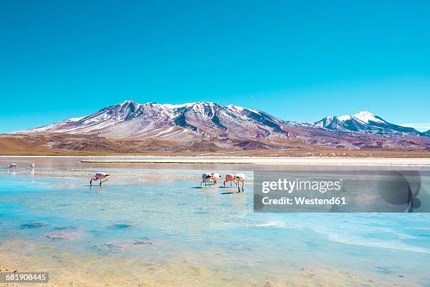 bolivia, andean altiplano, laguna hedionda, a saline lake with pink and white flamingos - bolivian navy stock pictures, royalty-free photos & images