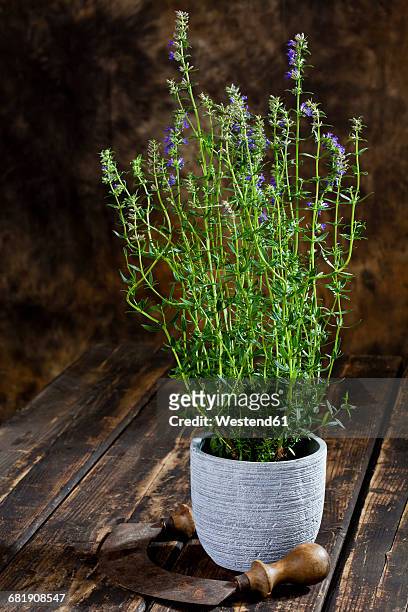 hyssop, hyssopus officinalis, in pot with mezzaluna on wood - mincing knife stock pictures, royalty-free photos & images