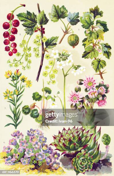medicinal and herbal plants - gooseberry stock illustrations
