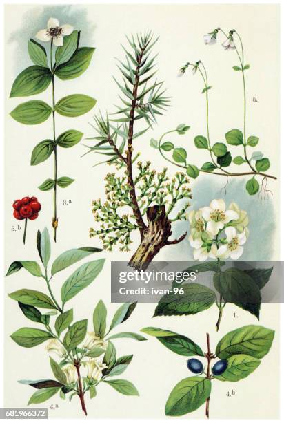 medicinal and herbal plants - bunchberry cornus canadensis stock illustrations