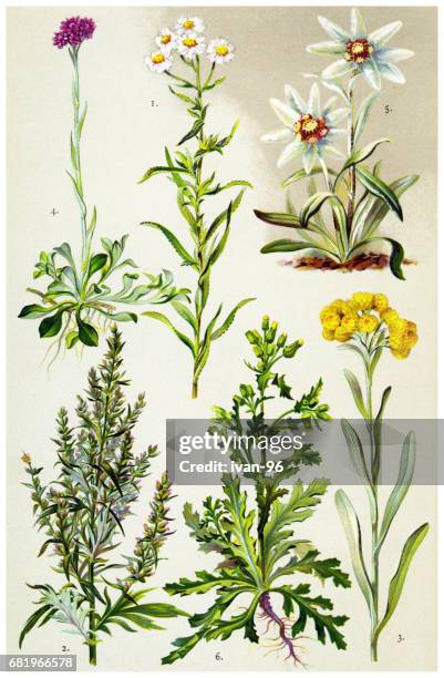 medicinal and herbal plants - edelweiss stock illustrations