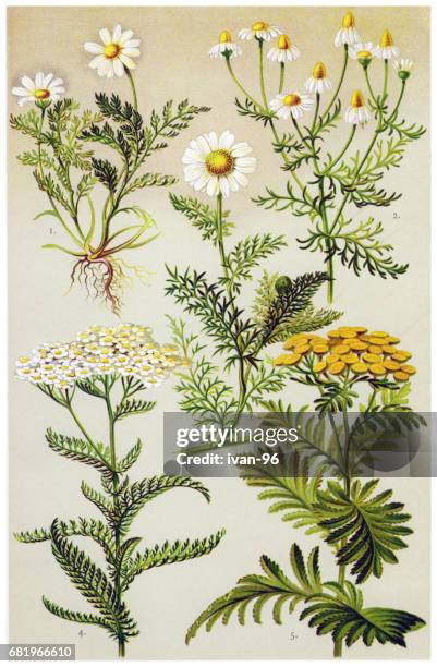 medicinal and herbal plants - chamomile stock illustrations
