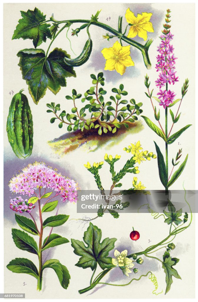 Medicinal and Herbal Plants