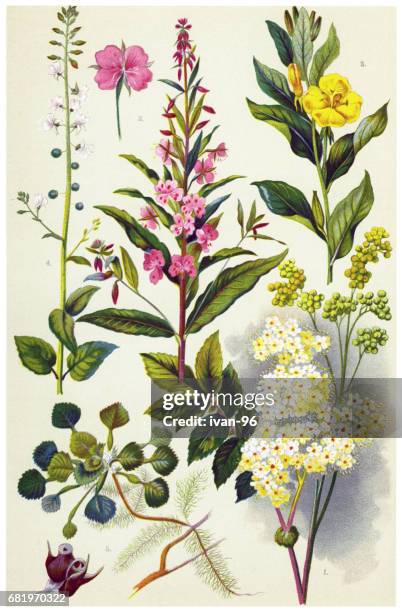 medicinal and herbal plants - water chestnut stock illustrations