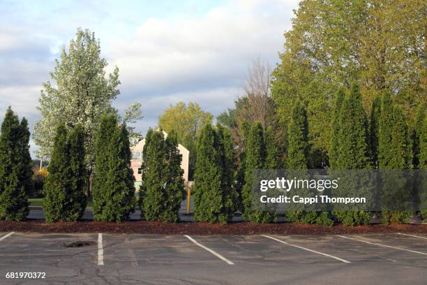 cedar hedge row - parkplatz stock-fotos und bilder