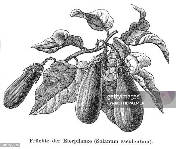 egg plant vegetable 1895 - bookplate stock illustrations
