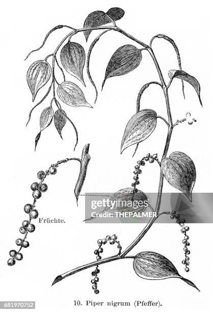 black pepper engraving 1895 - black pepper stock illustrations