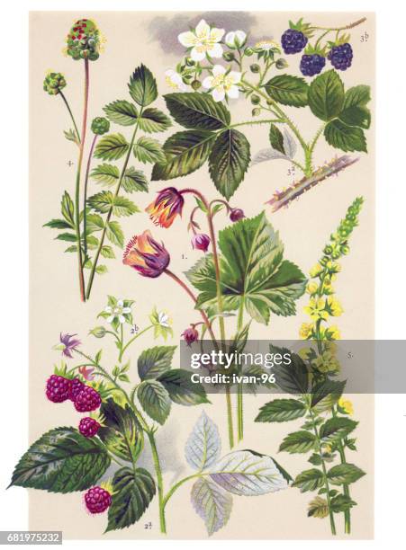 medicinal and herbal plants - wild raspberry stock illustrations