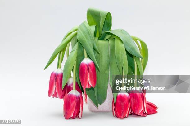 still life that makes you smile - dehydration-funny stock pictures, royalty-free photos & images