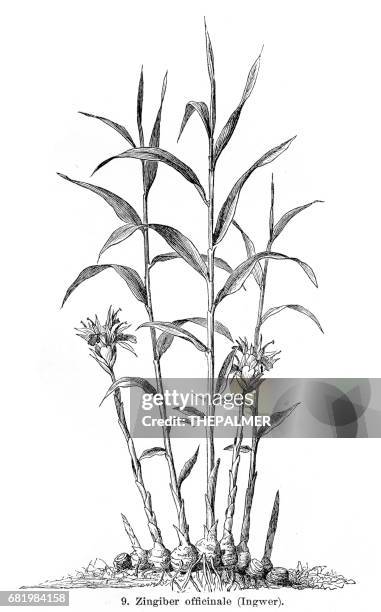 stockillustraties, clipart, cartoons en iconen met gember gravure 1895 - gember