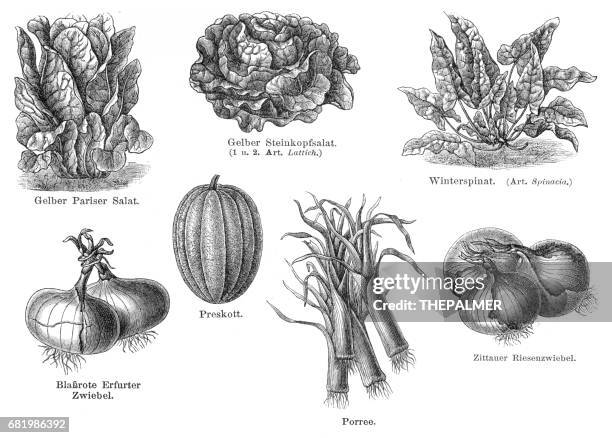 vegetables engraving 1895 - lettuce stock illustrations