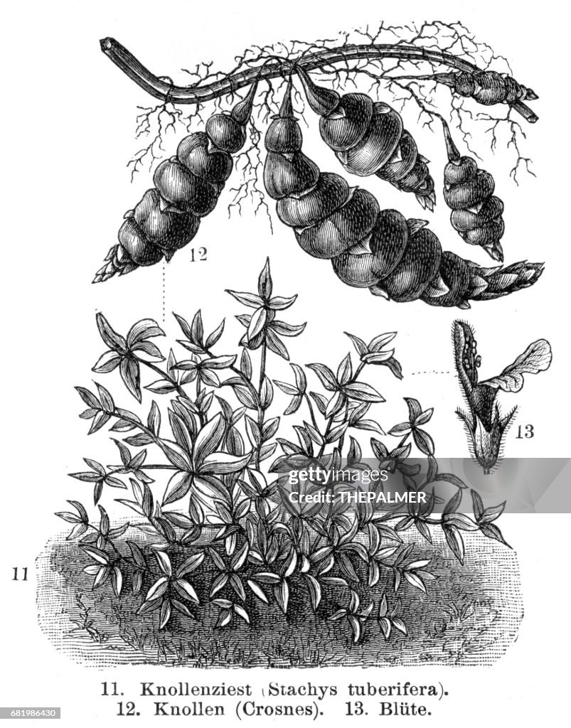 Tuber Vegetables engraving 1895