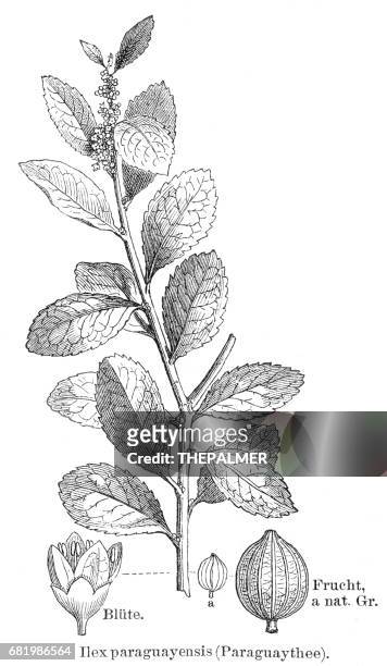 yerba mate plant engraving 1895 - yerba mate stock illustrations