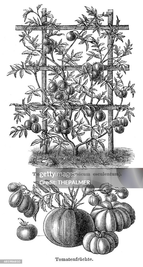 Tomate engraving 1895