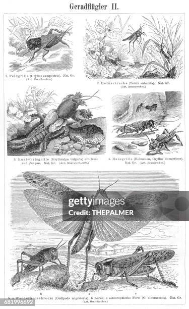 Orthoptera Insects Engraving 1895 High-Res Vector Graphic