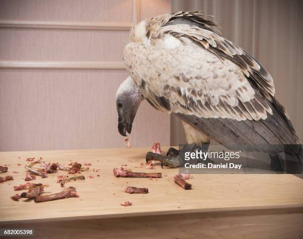 Vulture on a wooden table in a room, eating, bones scattered on table
