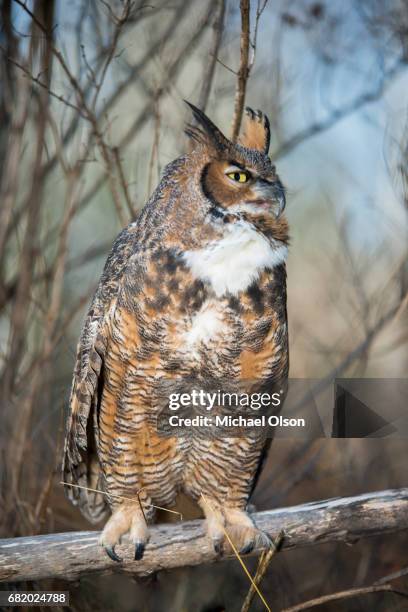 grote gehoornde uil op tak - upper peninsula stockfoto's en -beelden