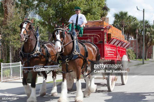 berühmte budweiser clydesdale-pferde in daytona, florida - clydesdale horse stock-fotos und bilder