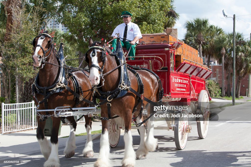 Famous Budweiser Clydesdale Horses in Daytona, Florida